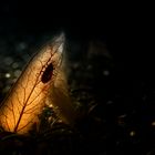 Käfer im Licht ...