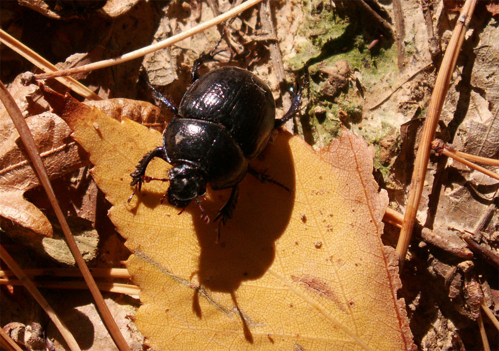 Käfer im Lichtschattenspiel!