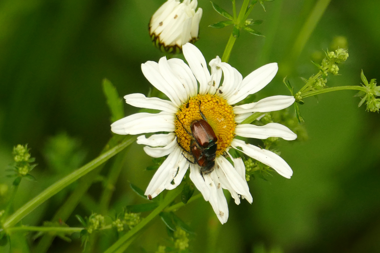 °°°° Käfer im Liebesnest °°°°