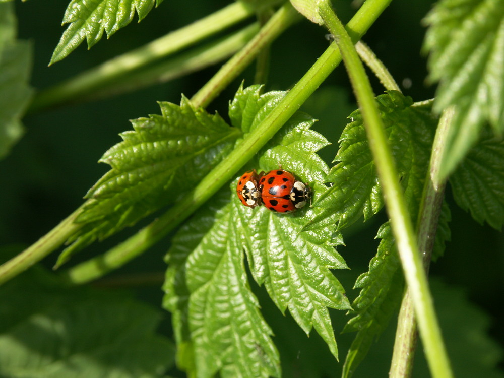 Käfer im Mai