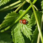 Käfer im Mai