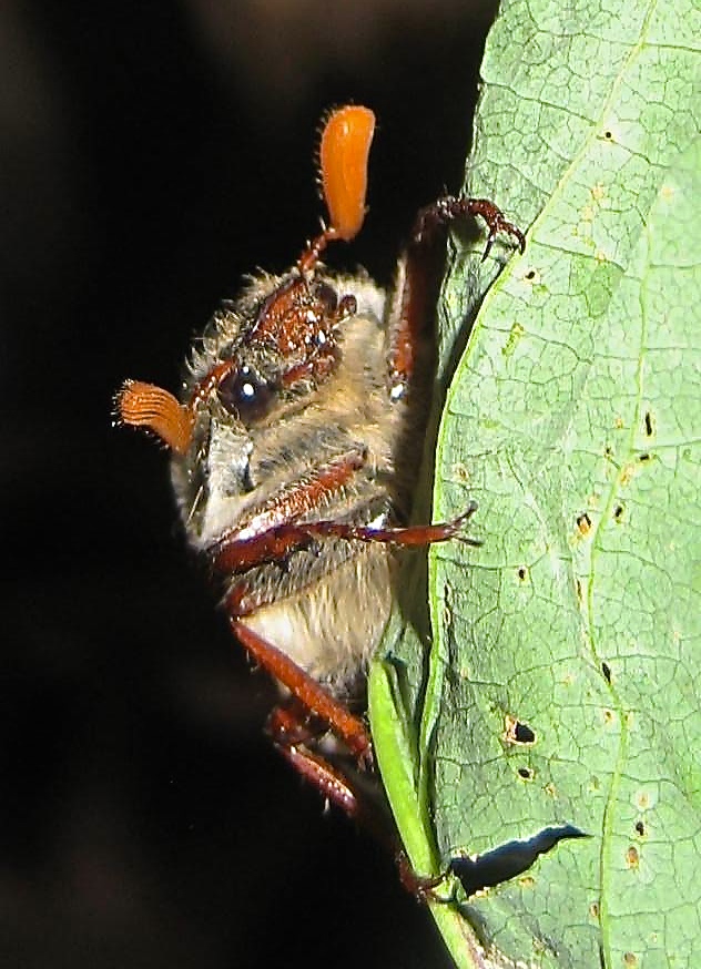 Käfer im Mai