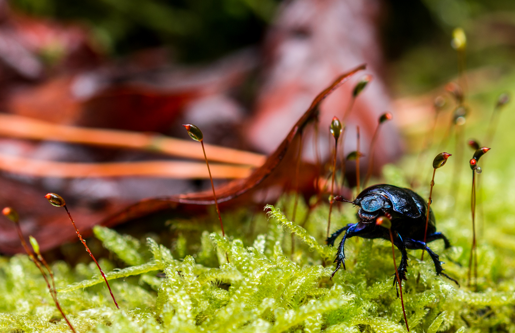 Käfer im Makrowald