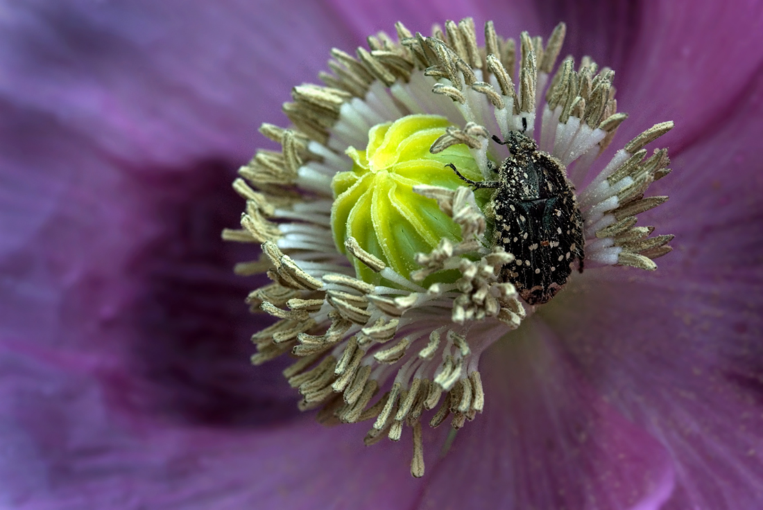 Käfer im Mohn