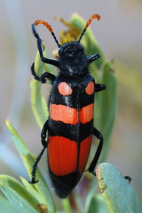 Käfer im Namaqualand