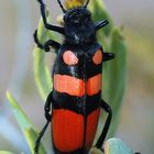 Käfer im Namaqualand