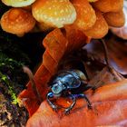 Käfer im Pilzland