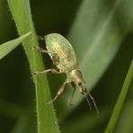 Käfer im Quadrat I