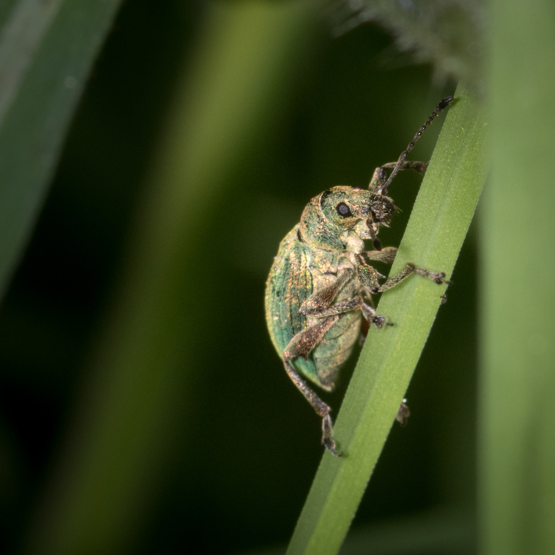 Käfer im Quadrat II