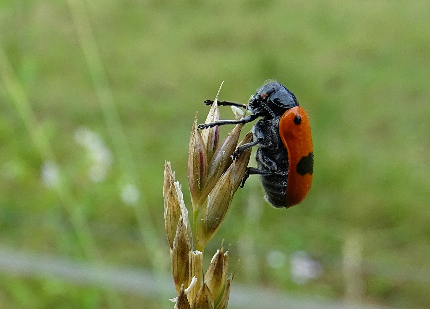 Käfer im Regen !