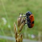 Käfer im Regen !