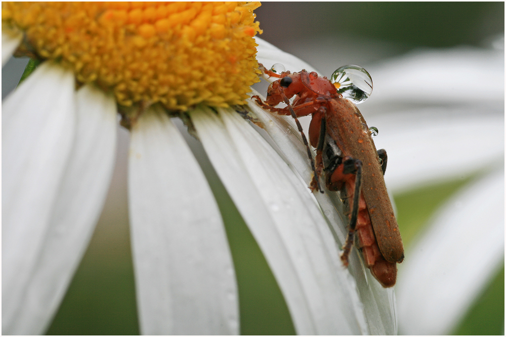 Käfer im Regen   (Weichkäfer)