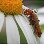Käfer im Regen   (Weichkäfer)