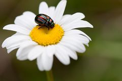 Käfer im Schlafanzug - Chrysolina cerealis