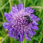 Käfer im Schlaraffenland