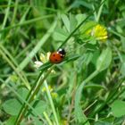 Käfer im Sonnenschein