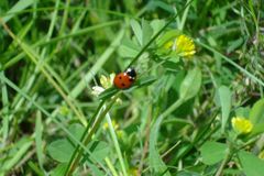 Käfer im Sonnenschein