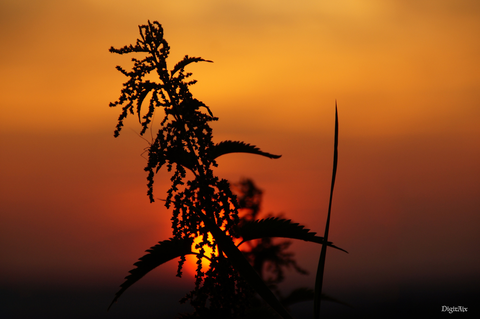 Käfer im Sonnenuntergang ;-)