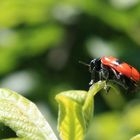 Käfer im Strauch