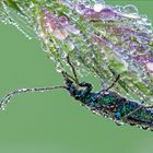 Käfer im Taukleid