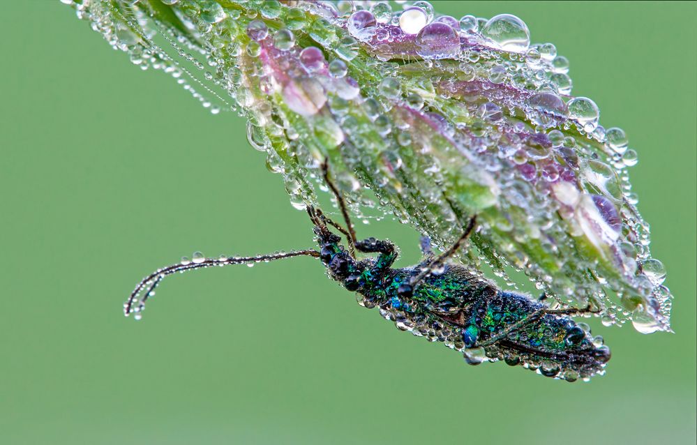 Käfer im Taukleid