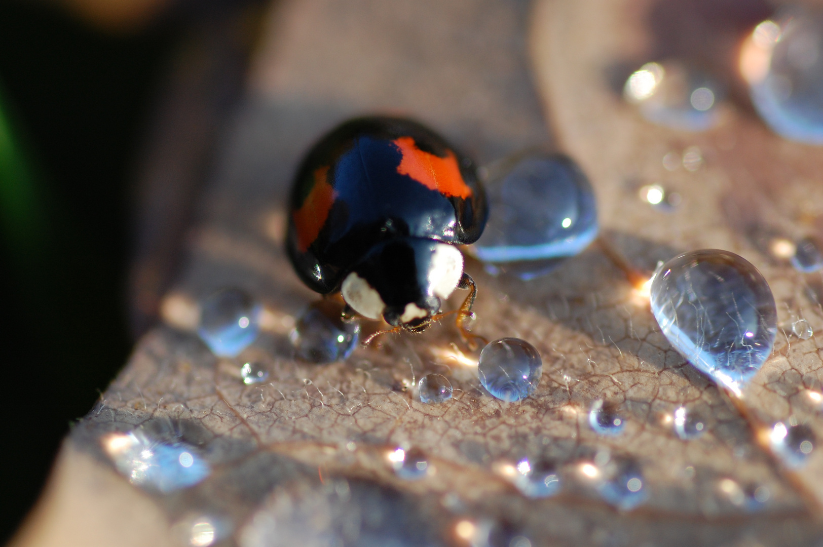 Käfer im Tropfenwald