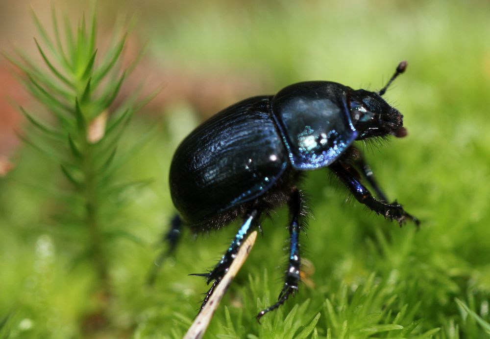 Käfer im Wald Foto & Bild naturmakros, naturkreativ