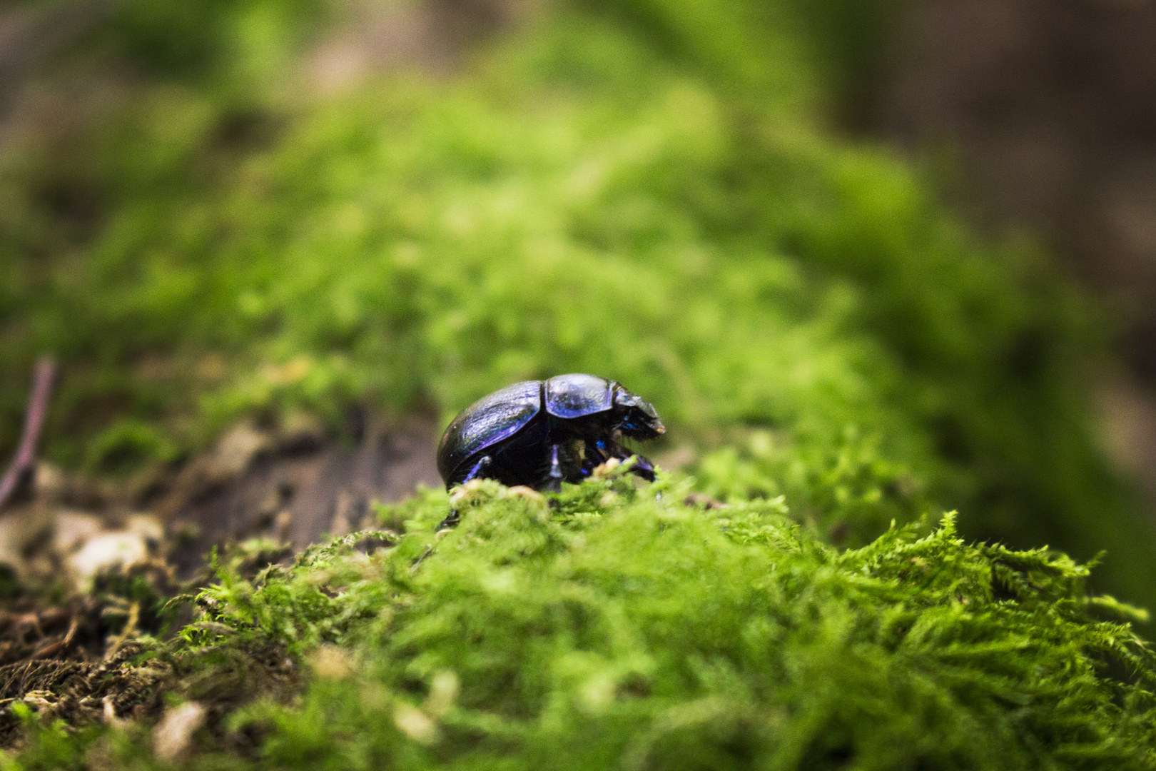 Käfer im Wald