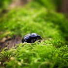 Käfer im Wald