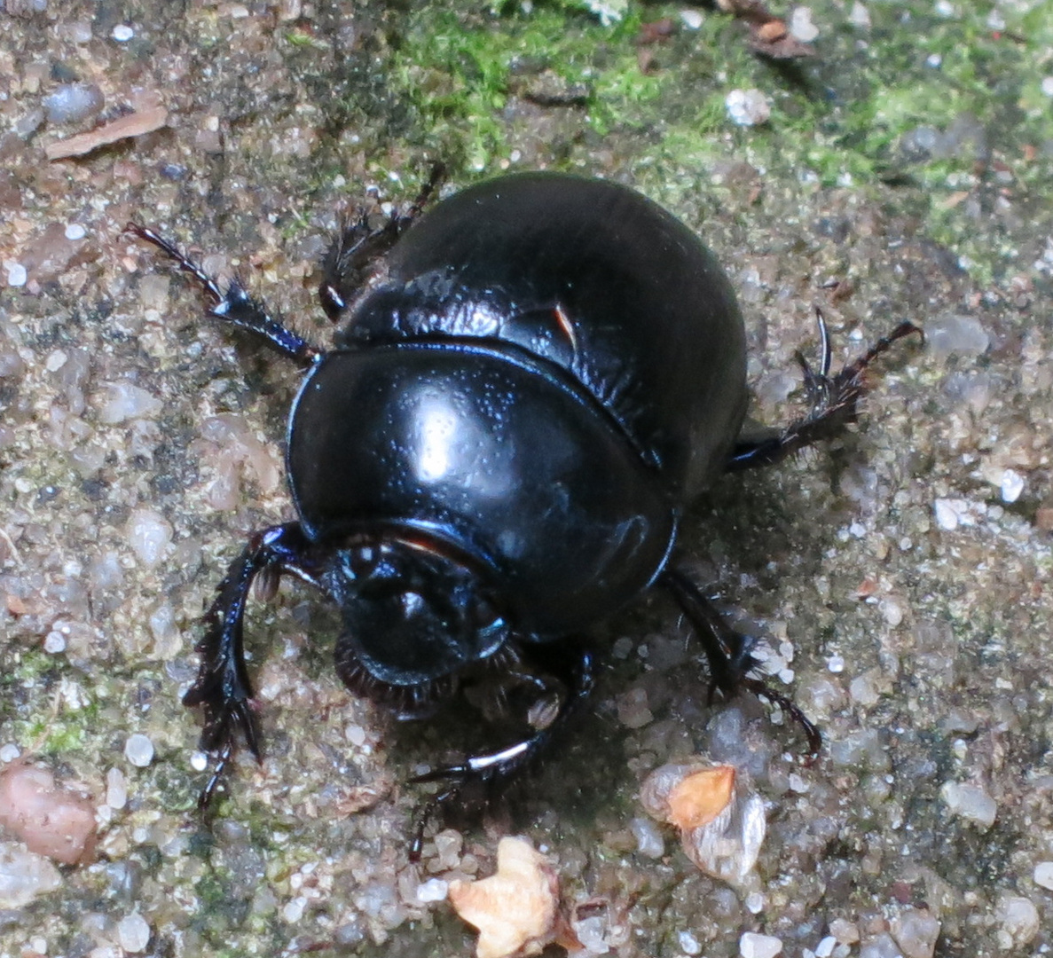 Käfer im Wald