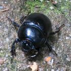 Käfer im Wald