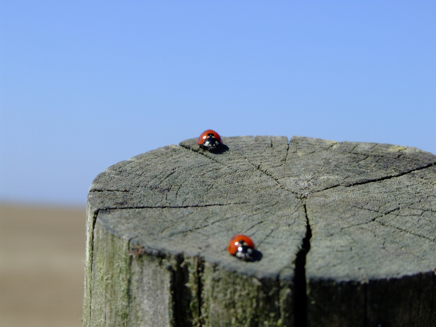 Käfer im Watt