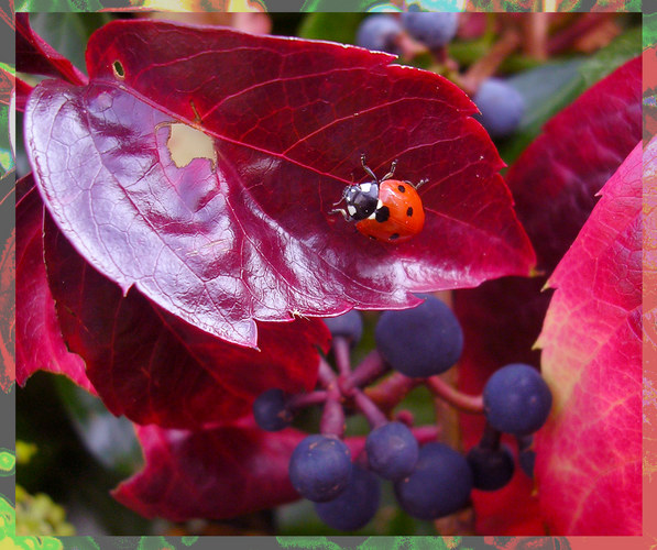 Käfer im wilden Wein...