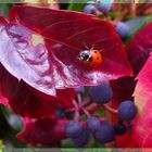 Käfer im wilden Wein...