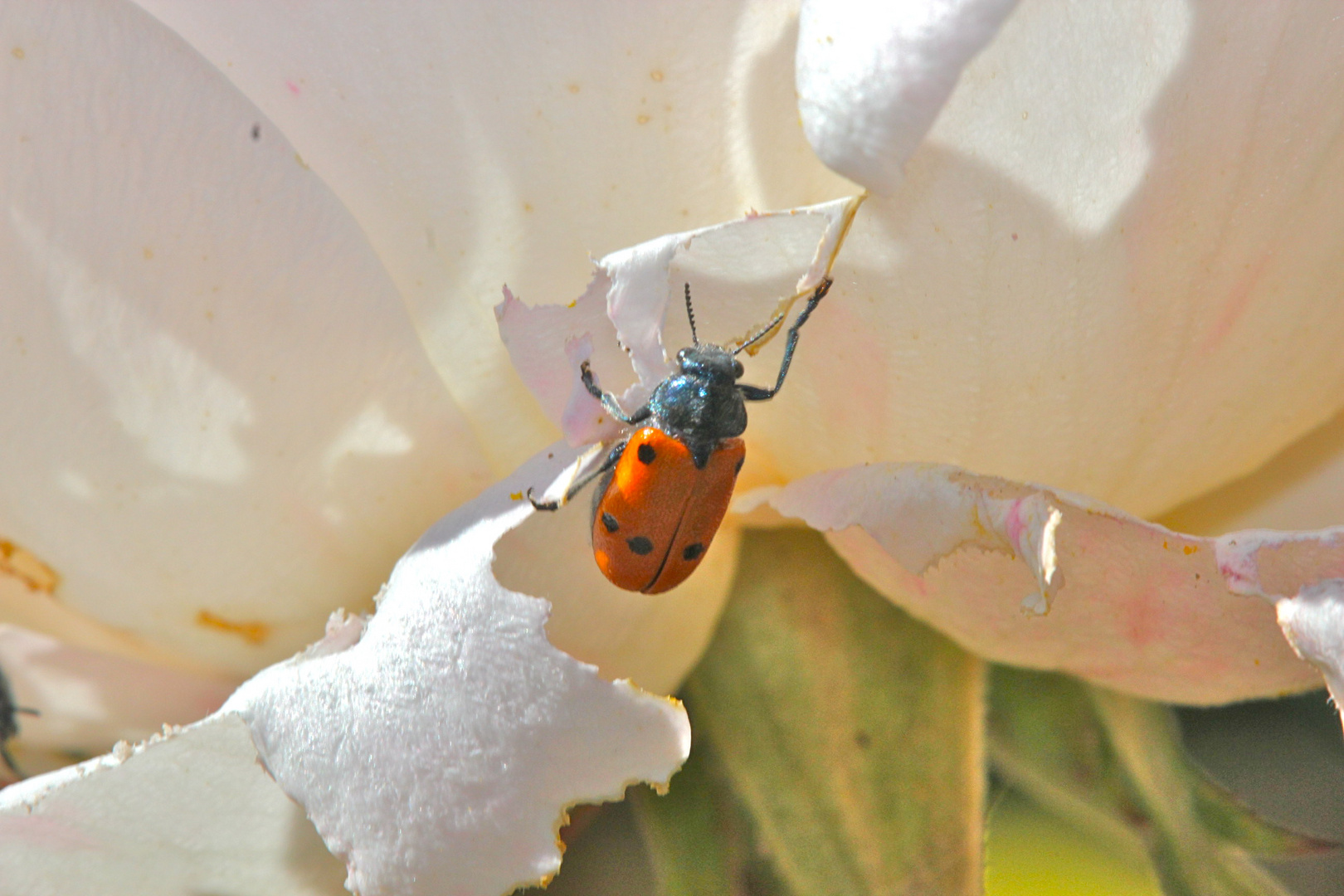 Käfer in Andalusien