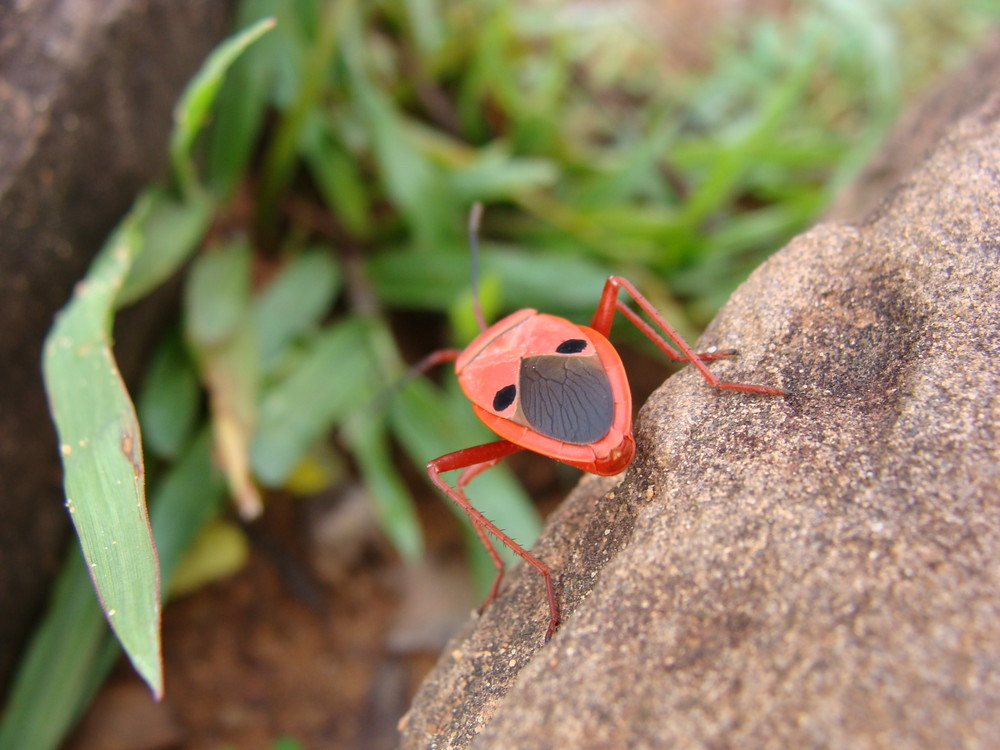 Käfer in Angkor (Cambodia)