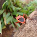 Käfer in Angkor (Cambodia)