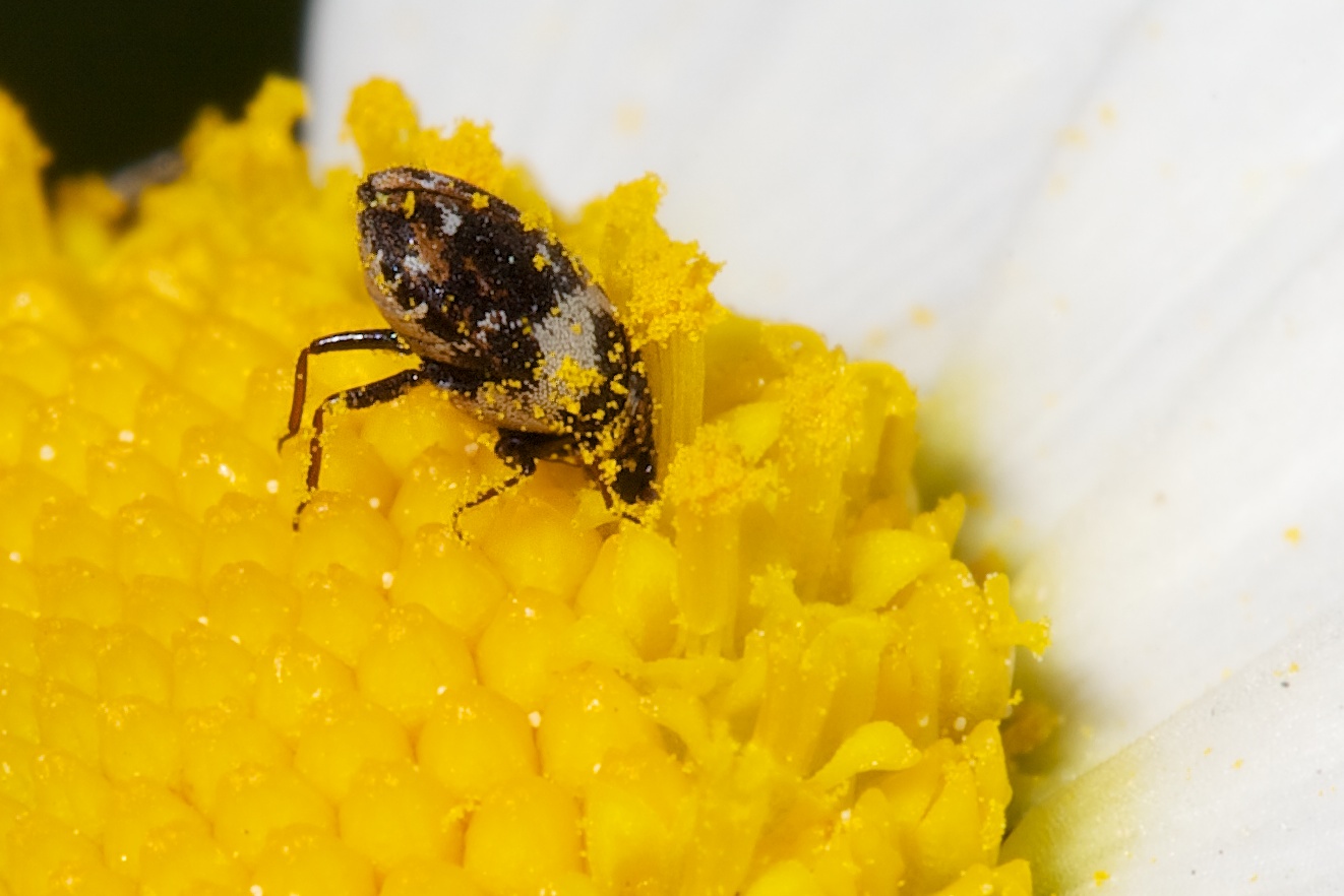 Käfer in Blüte