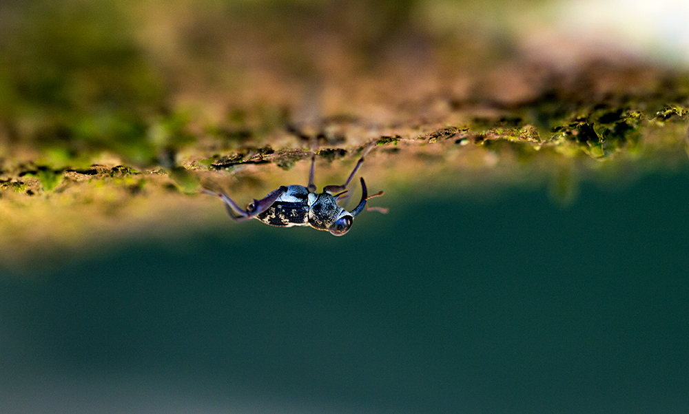 Käfer in Borneo