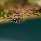 Käfer in Borneo