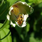 Käfer in der Blüte