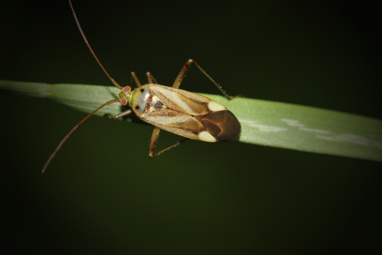 Käfer in der Dämmerung