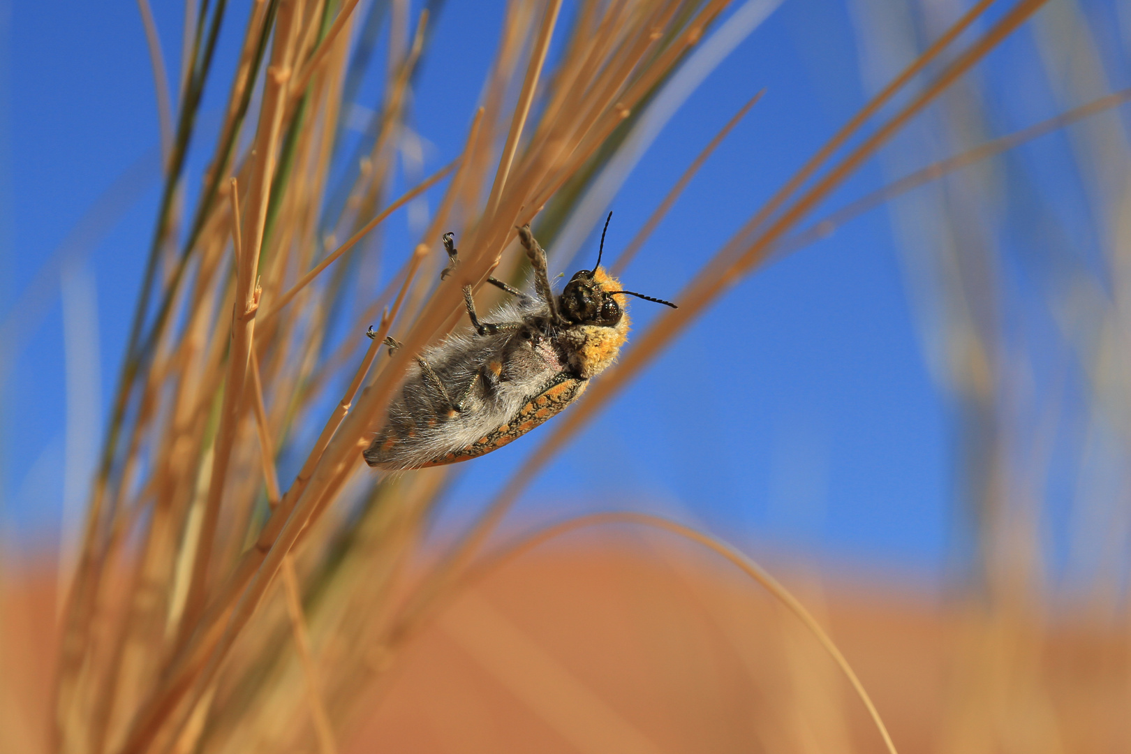 Käfer in der Namib-Wüste, Namibia