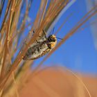 Käfer in der Namib-Wüste, Namibia