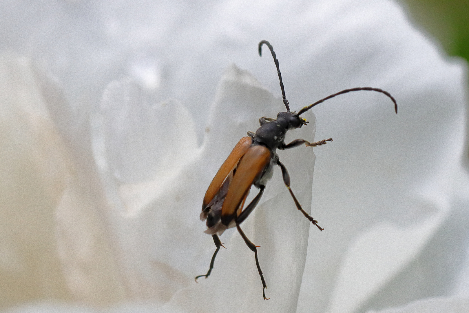 Käfer in der Pfingstrosenblüte
