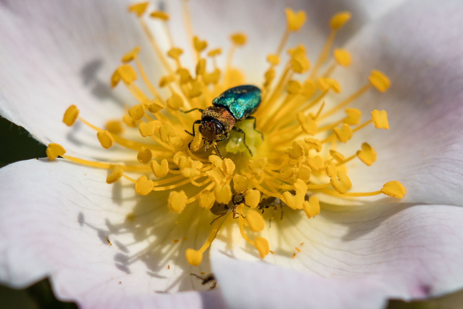 Käfer in der Rose