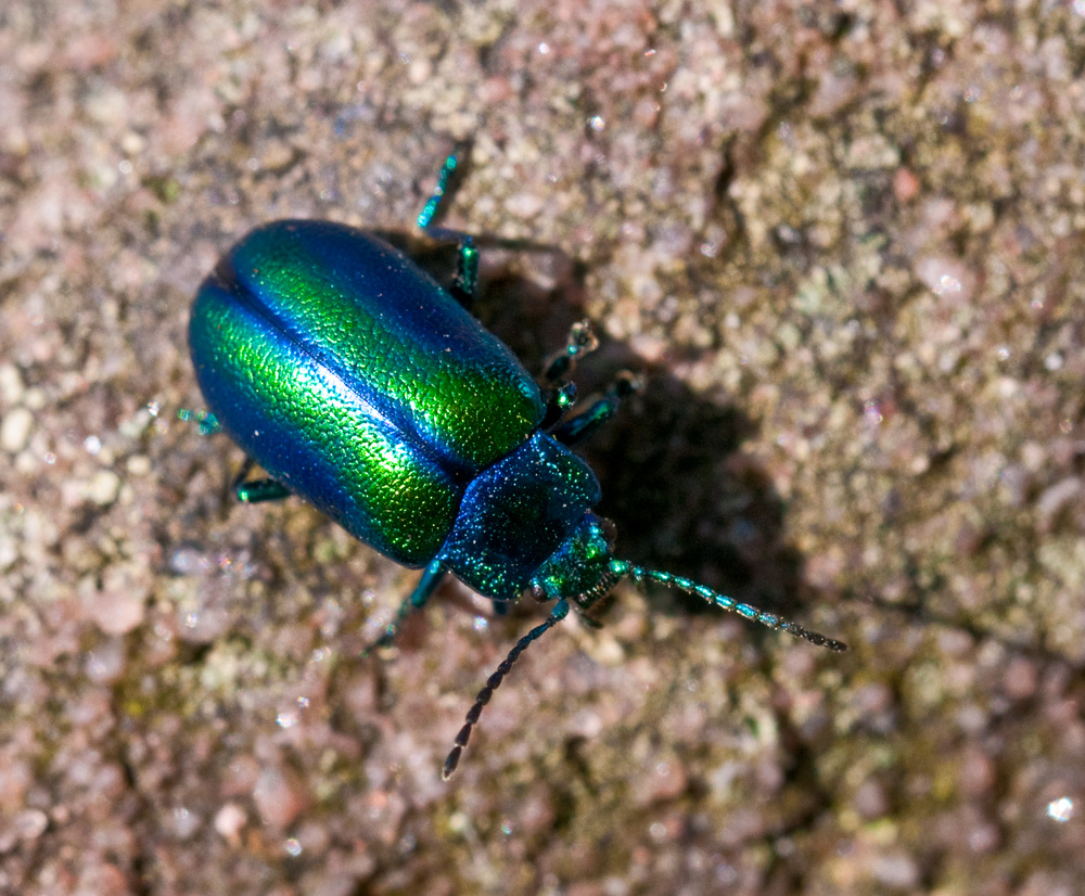 Käfer in der Sonne