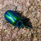 Käfer in der Sonne