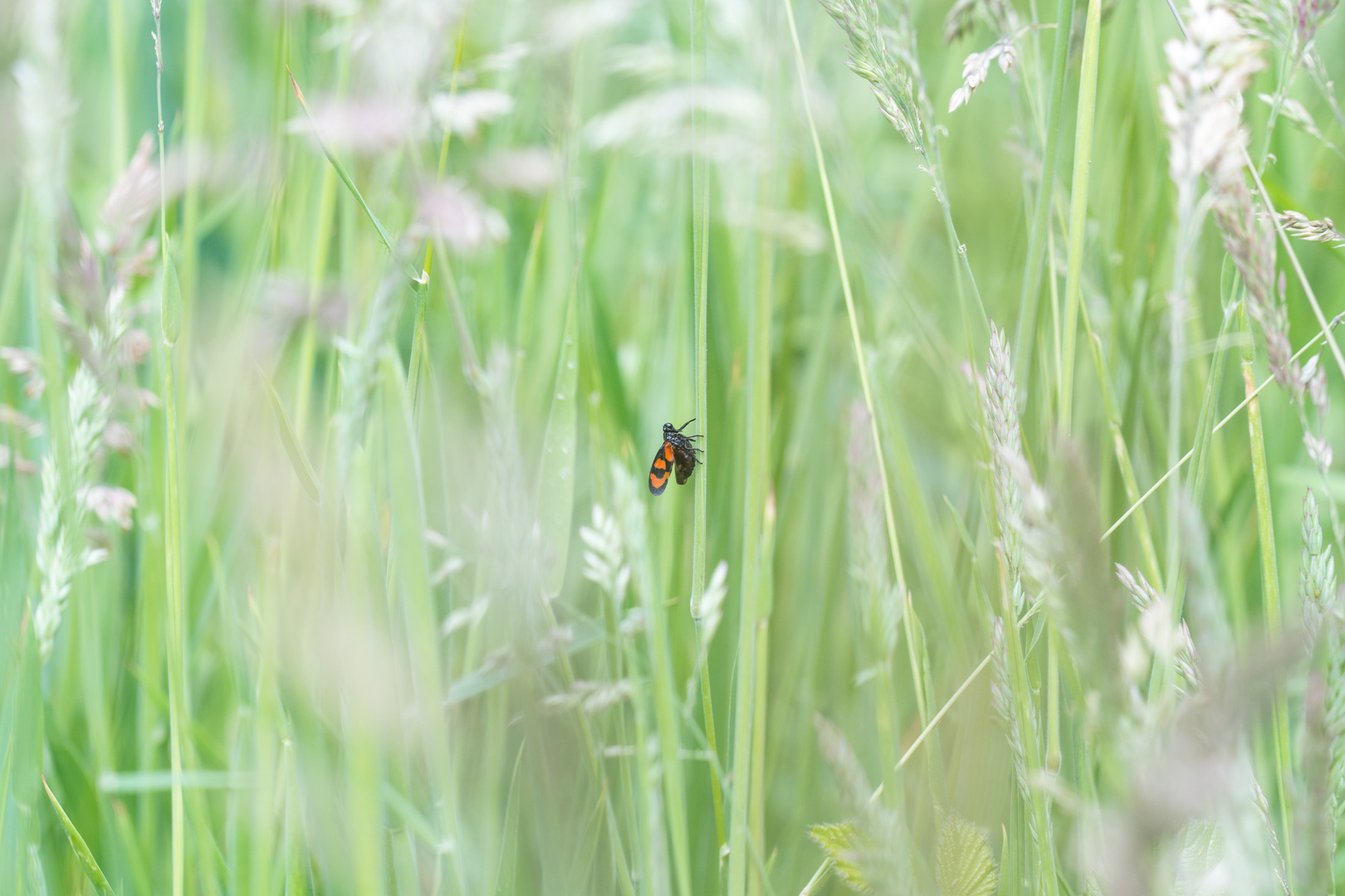 Käfer in der Wiese