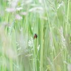 Käfer in der Wiese